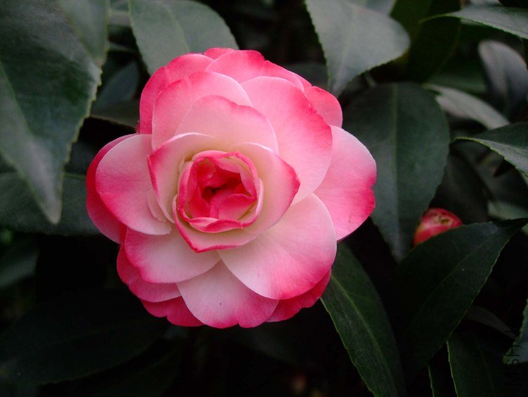 ����ã 2013-3-10 064.jpg