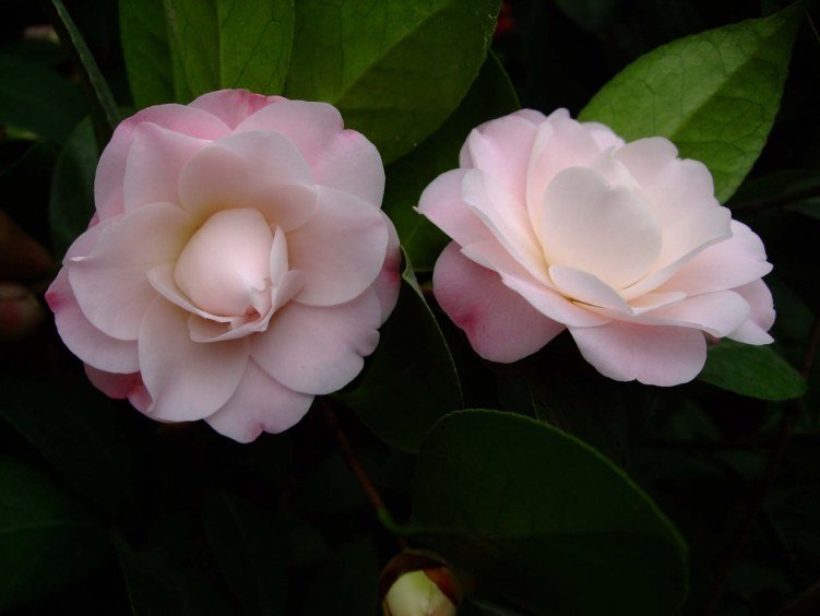 �찲�Ȼʺ� 2013-3-10 006.jpg
