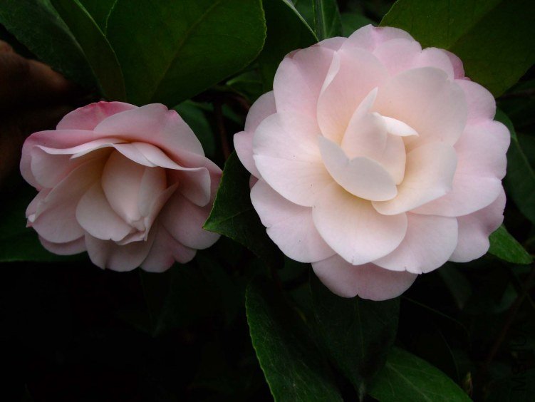 �찲�Ȼʺ� 2013-3-10 007.jpg