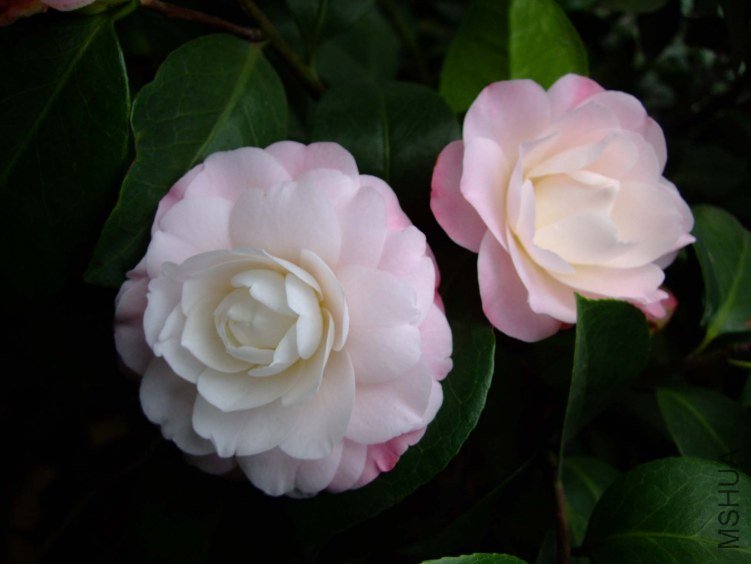 �찲�Ȼʺ� 2013-3-10 060.jpg