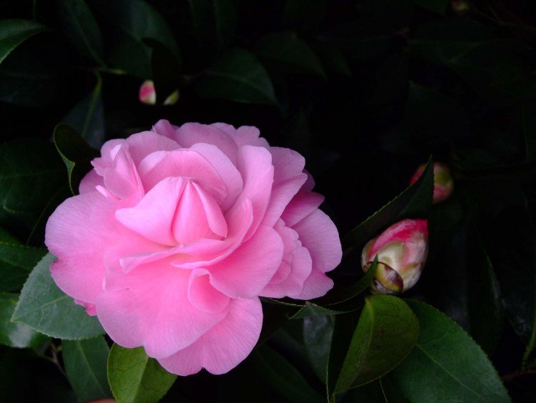������˹ 2013-3-10 010.jpg