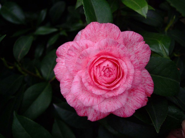 �ɱ��� 2013-3-10 024.jpg