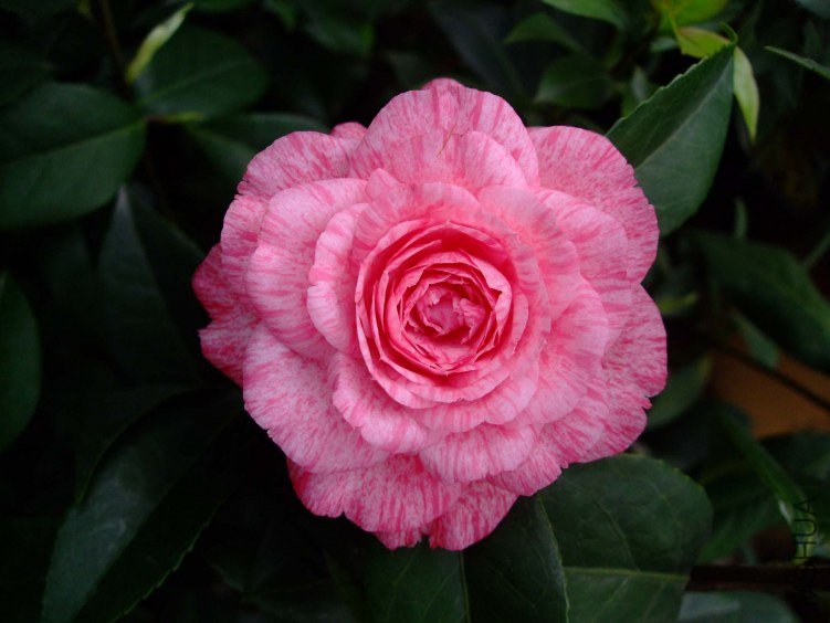 �ɱ��� 2013-3-10 069.jpg