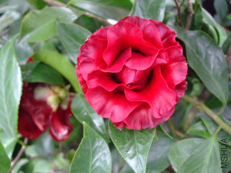 ��ħ�� 2013-3-10 063.jpg