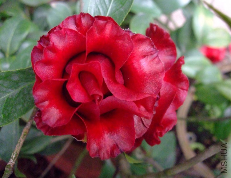 ��ħ�� 2013-3-10 064.jpg