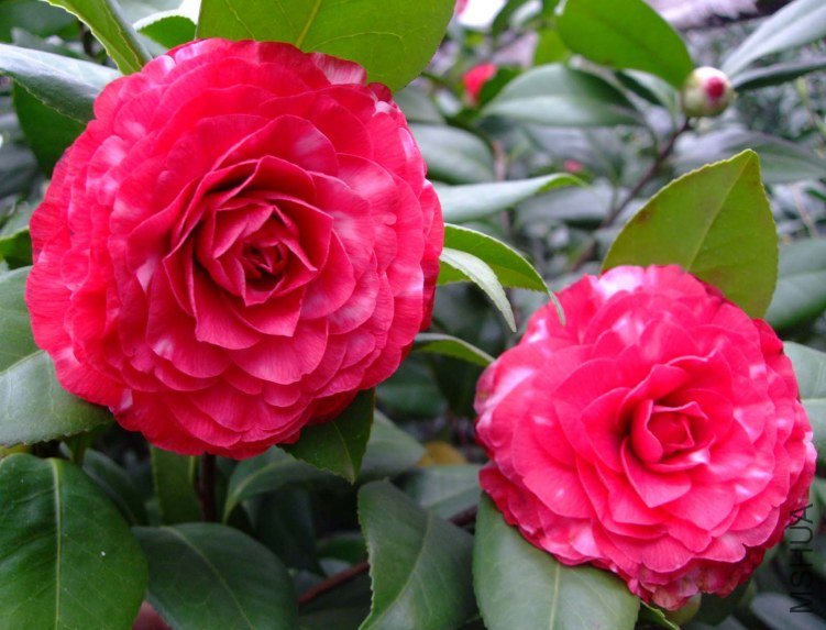 ������ 2013-3-10 021.jpg