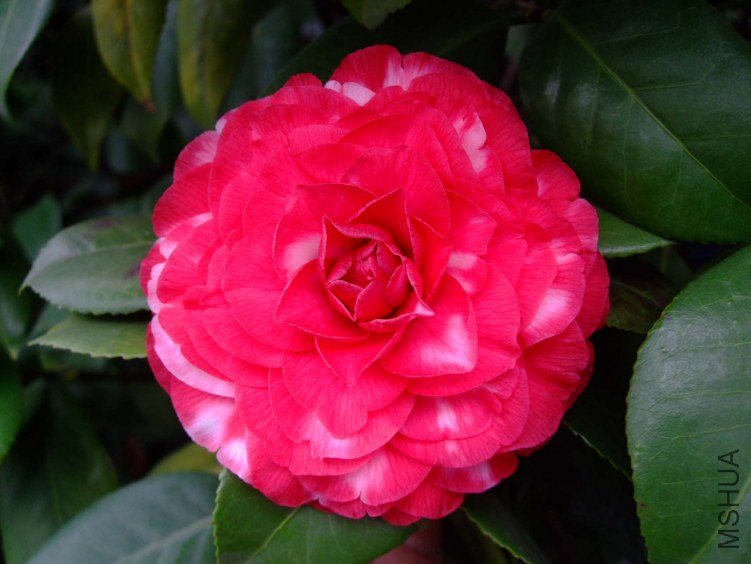 ������ 2013-3-10 023.jpg