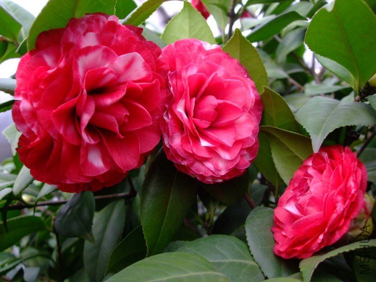 ������ 2013-3-10 066.jpg