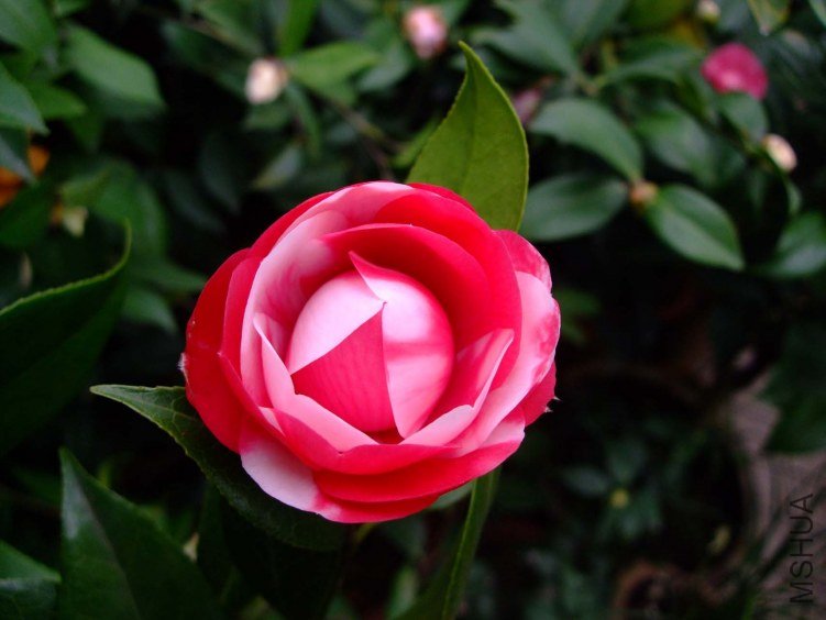 ������(����)2013-3-10 003.jpg