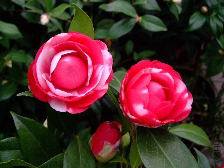 ������(����)2013-3-10 061.jpg