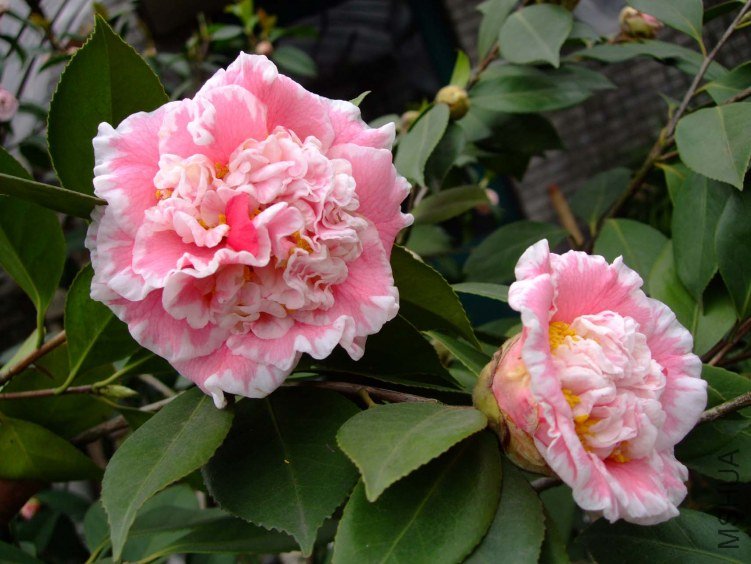 ���� 2013-3-10 039.jpg