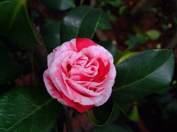 ������(����) 2013-3-10 009.jpg
