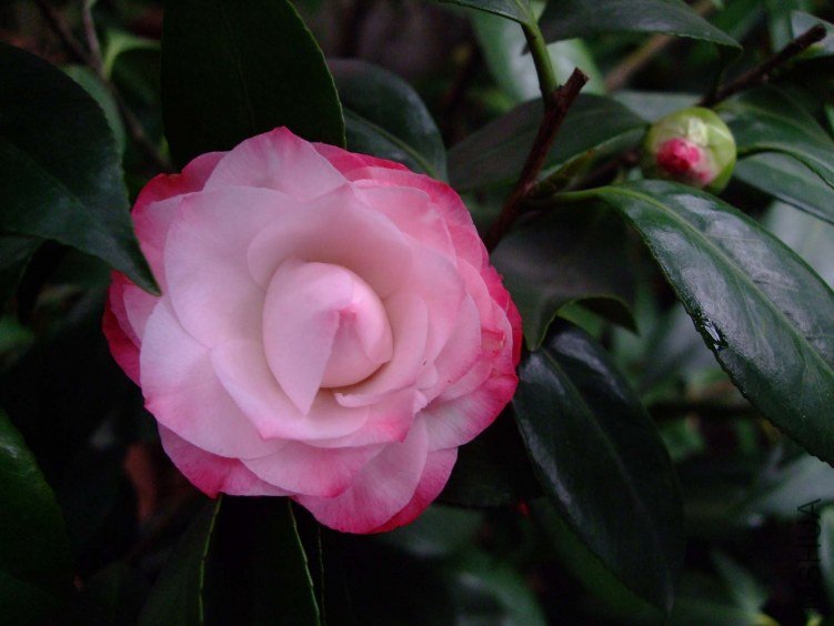 ţ�������� 2013-3-10 056.jpg