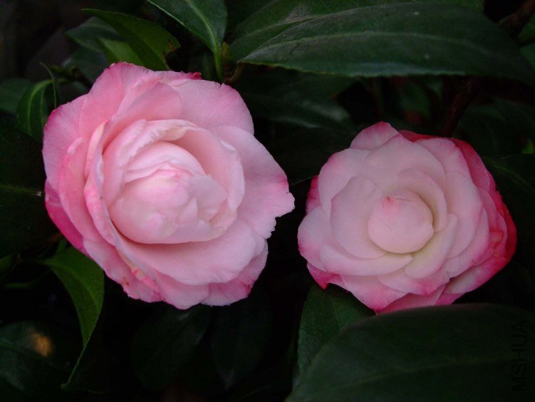 ţ�������� 2013-3-10 060.jpg