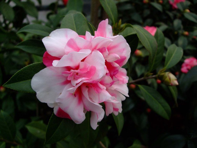 ���� 2013-3-10 063.jpg