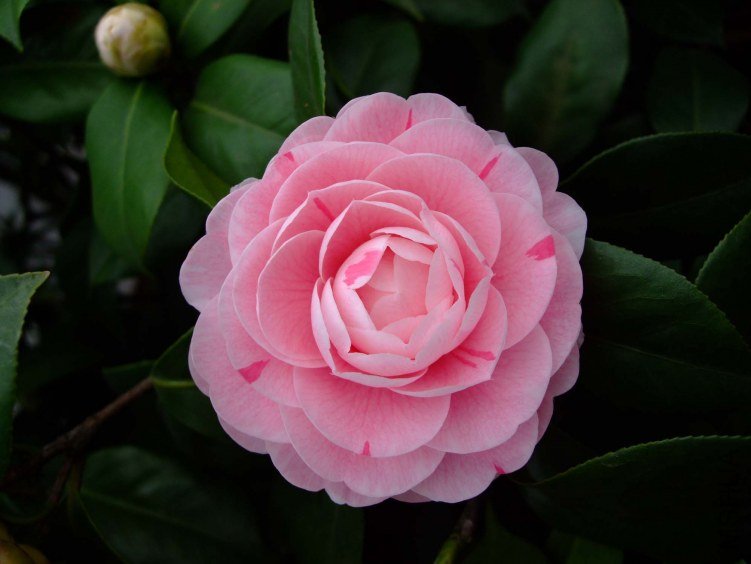 ���� 2013-3-10 014.jpg