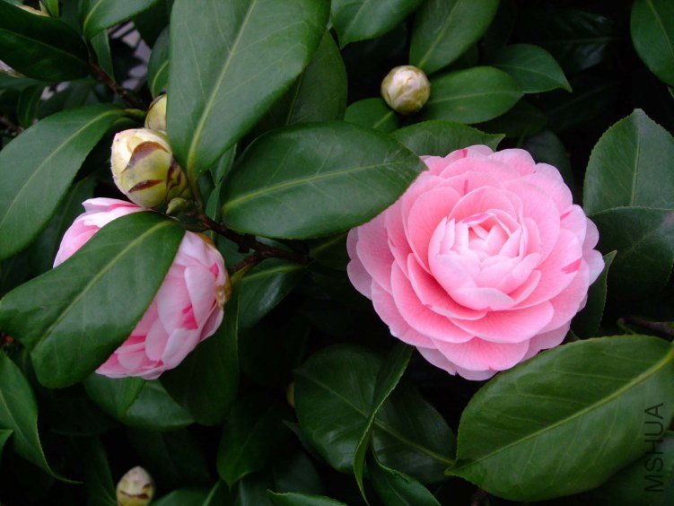���� 2013-3-10 015.jpg