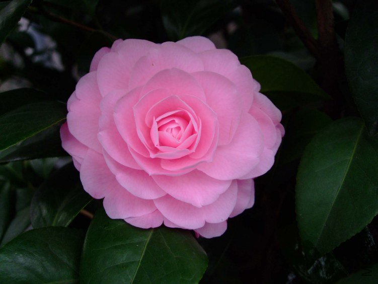����� 2013-3-10 030.jpg