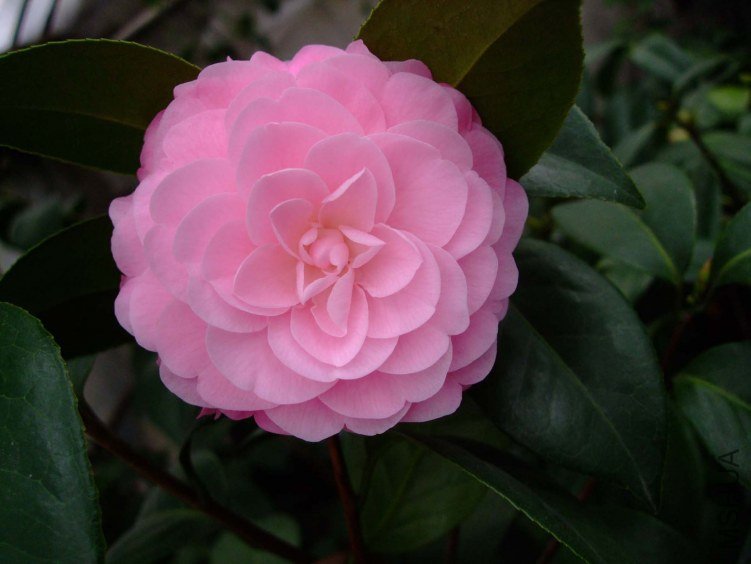 ����� 2013-3-10 031.jpg