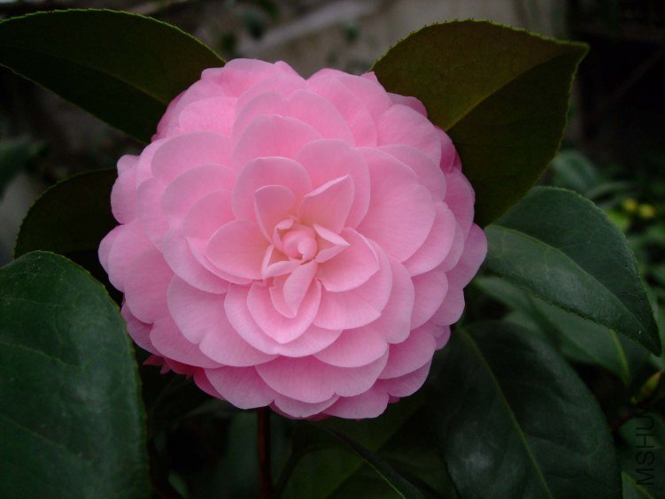 ����� 2013-3-10 033.jpg