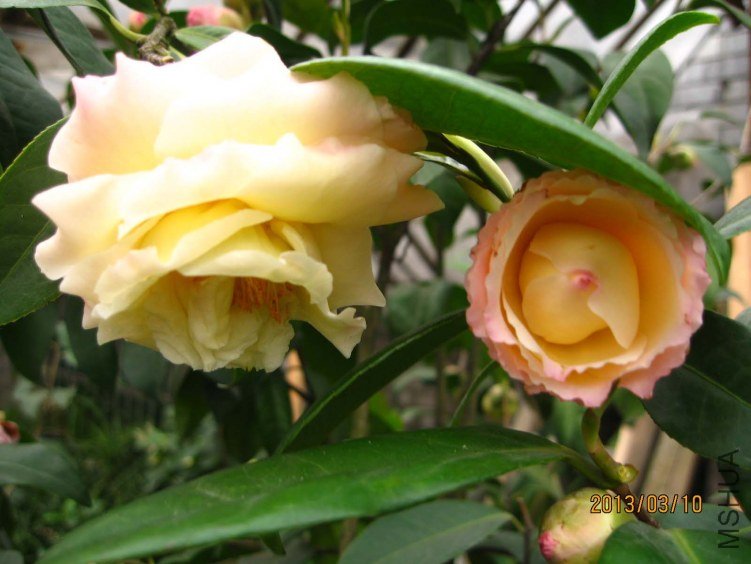 ������ 2013-3-10 041.jpg