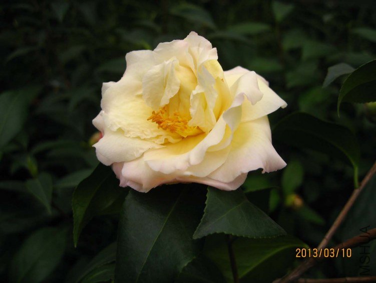 ������ 2013-3-10 045.jpg