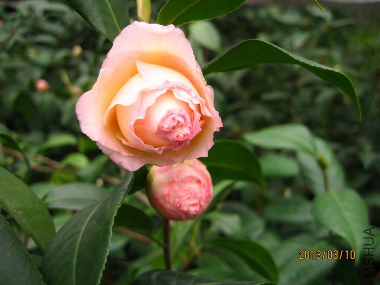 ������(����) 2013-3-10 043.jpg