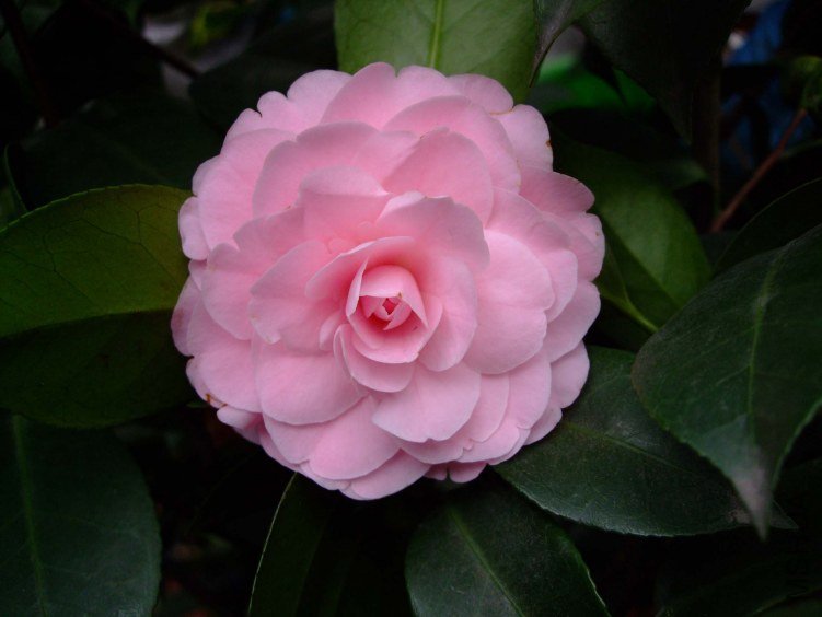 ���� 2013-3-10 018.jpg