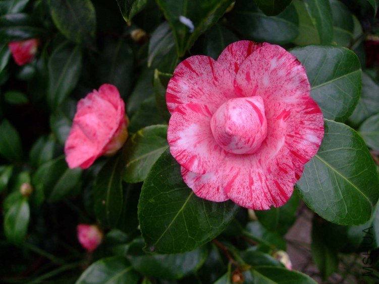 ��Ϸ�� 2013-3-10 019.jpg
