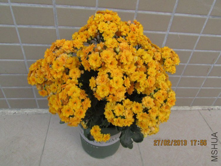 IMG_2971_nEO_IMG.jpg