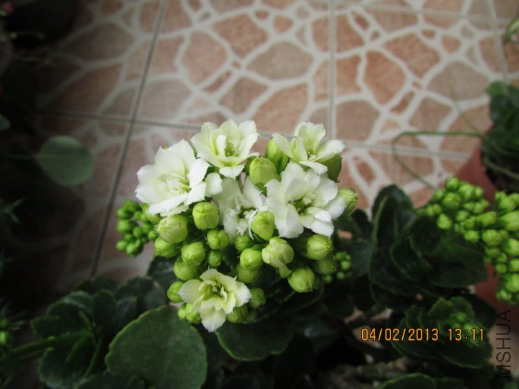 IMG_1920_nEO_IMG.jpg