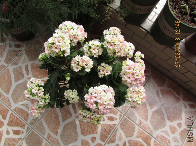 IMG_2903_nEO_IMG.jpg