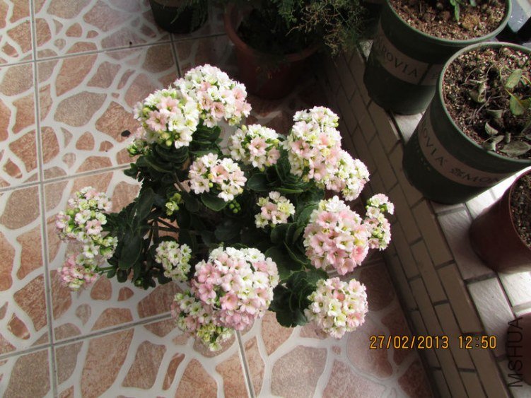 IMG_2909_nEO_IMG.jpg