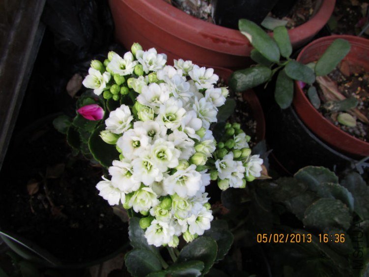 IMG_1957_nEO_IMG.jpg