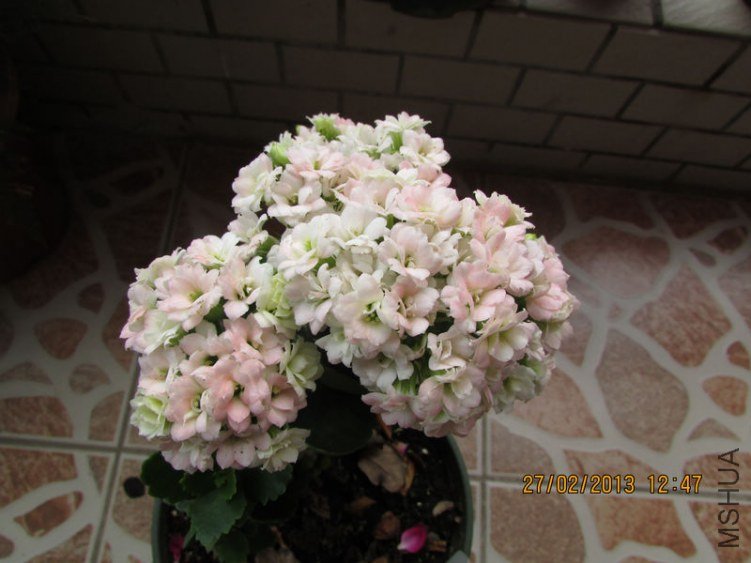 IMG_2896_nEO_IMG.jpg