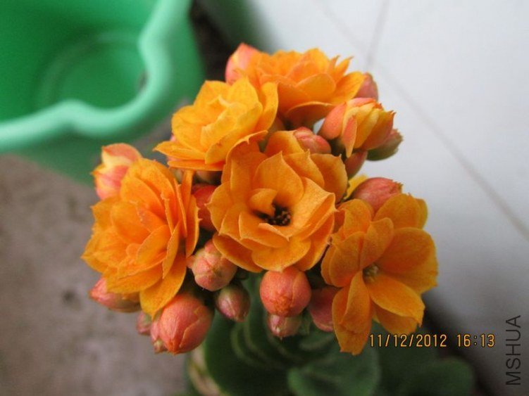 IMG_0765_nEO_IMG.jpg