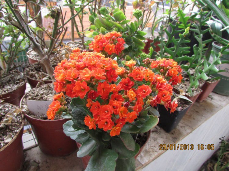 IMG_1756_nEO_IMG.jpg