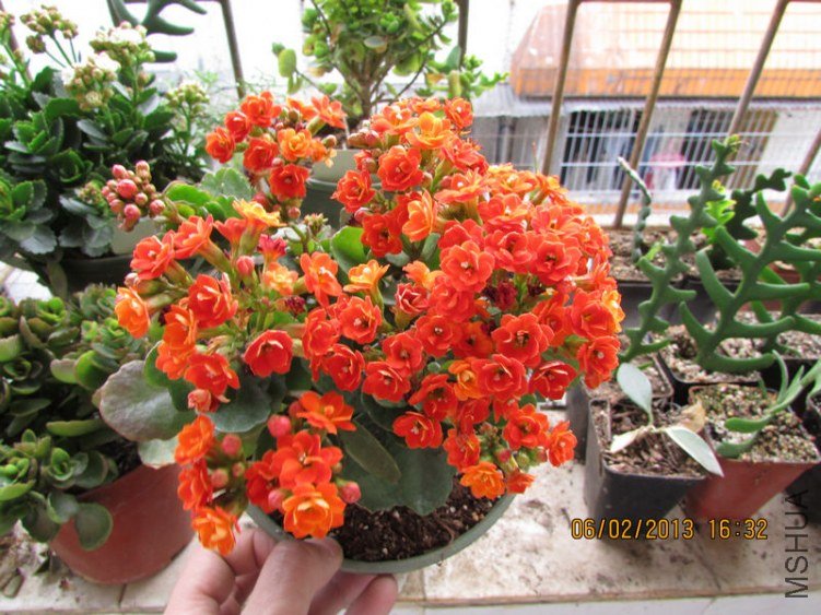 IMG_1999_nEO_IMG.jpg