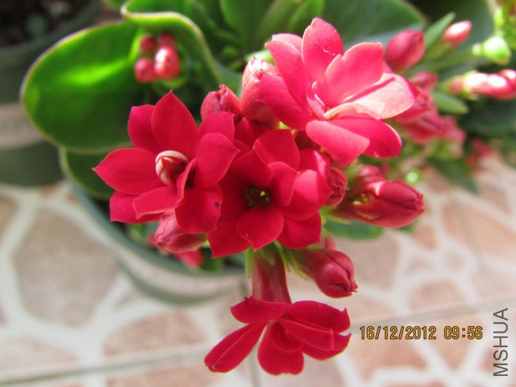 IMG_1062_nEO_IMG.jpg