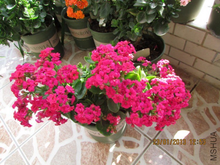 IMG_1619_nEO_IMG.jpg