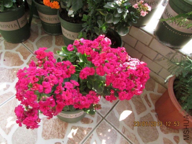 IMG_1620_nEO_IMG.jpg