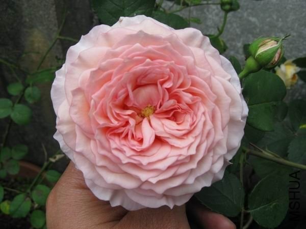 ղķ˹����2 of ҹ����79  .jpg