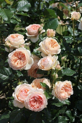 ����1 of ivanovic.jpg