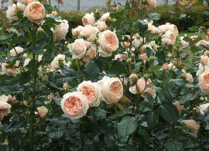 ����2 of ivanovic.jpg