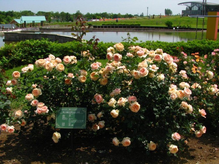 ����3 of ivanovic.jpg