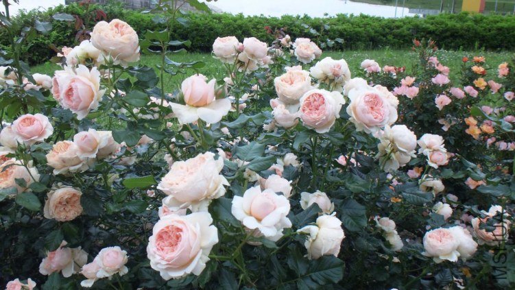 ����4 of ivanovic.jpg