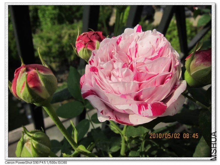 ץ��������4 of bioer1 .jpg