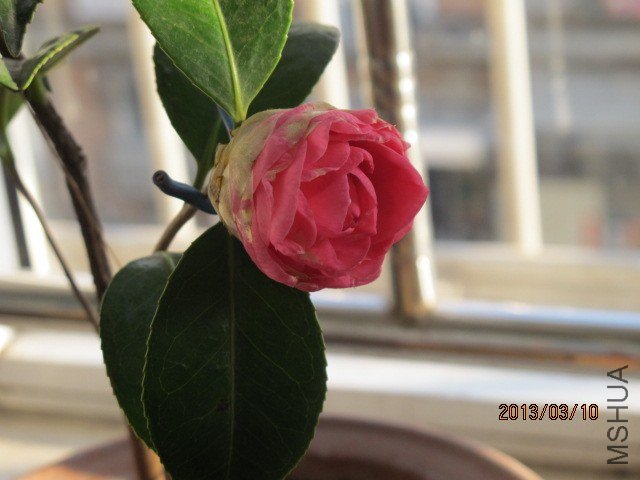 IMG_2222.JPG