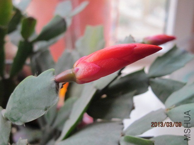 IMG_2215.JPG