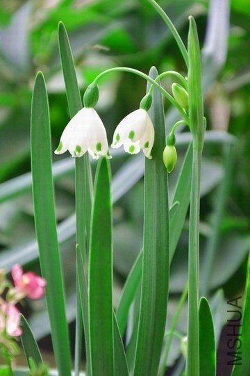 DSC_1302.jpg